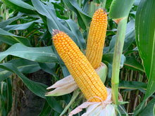 Załaduj obraz do przeglądarki galerii, Kukurydza P8834 - Lider odmian średnio wczesnych
