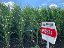 Załaduj obraz do przeglądarki galerii, Kukurydza P8834 - Lider odmian średnio wczesnych