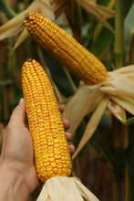 Załaduj obraz do przeglądarki galerii, Kukurydza P8834 - Lider odmian średnio wczesnych