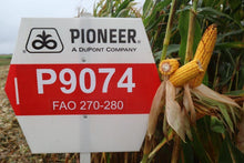 Załaduj obraz do przeglądarki galerii, Kukurydza P9074 - Uniwersalny mieszaniec