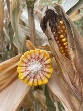 Załaduj obraz do przeglądarki galerii, Kukurydza P9074 - Uniwersalny mieszaniec