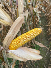 Załaduj obraz do przeglądarki galerii, Kukurydza P9074 - Uniwersalny mieszaniec