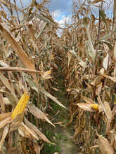 Załaduj obraz do przeglądarki galerii, Kukurydza P9074 - Uniwersalny mieszaniec