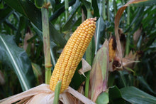 Załaduj obraz do przeglądarki galerii, Kukurydza P9610 - Podwyższona tolerancja na niedobory wody